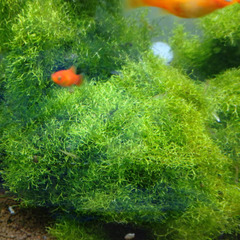 水草　リシア　No.109の画像