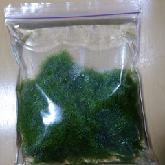 水草　リシア　No.109の画像