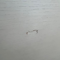 ニトリダブルベットフレームの画像