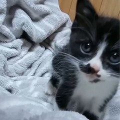 スーパーキュート！白黒くん♡1ヶ月の甘えん坊！