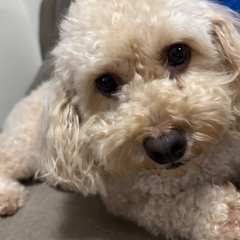 マルプー3歳(メス)