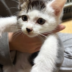 可愛いすぎ甘ったれキジ白くん♡生後2ヶ月♡