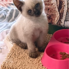 可愛い甘えん坊！シャム系の男の子♡2〜3ヶ月