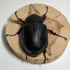 ①アクティオンゾウカブト（レックスゾウカブト）♀1匹の画像