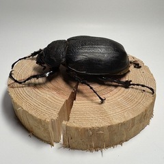 ①アクティオンゾウカブト（レックスゾウカブト）♀1匹の画像