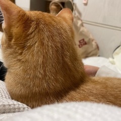 (11/23引き取れる方)茶トラ/メス猫/甘えん坊/人なっ…