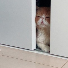 エキゾチックショートヘア