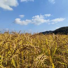 ☆☆米をつくろう２０２６　参加者募集