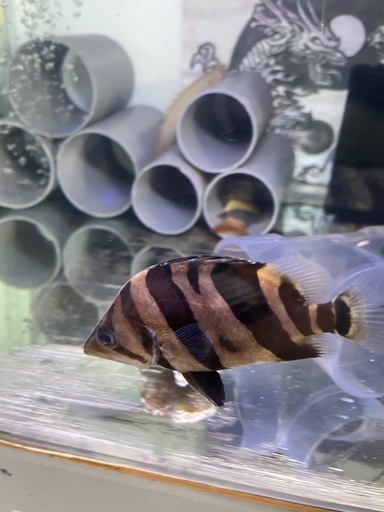 ダトニオリアルバンド　大型魚　熱帯魚　水槽