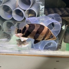 ダトニオリアルバンド　大型魚　熱帯魚　水槽の画像