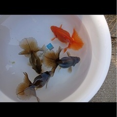 土佐金7㌢【大】の画像