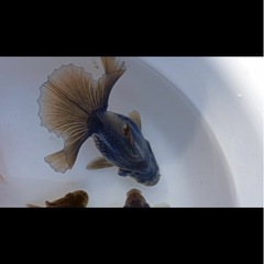 土佐金7㌢【大】の画像