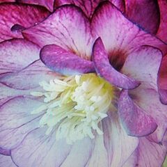 クリスマスローズ苗木ですの画像