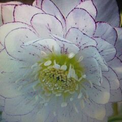 クリスマスローズ苗木ですの画像