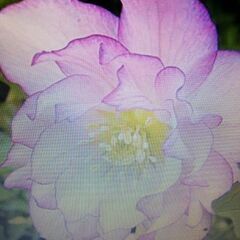 クリスマスローズ苗木ですの画像