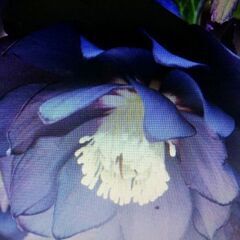 クリスマスローズ苗木ですの画像