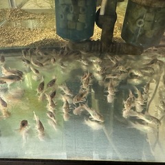 🐠コリドラス アエネウス 赤コリドラス  全長±2〜2.5㎝ 1匹100円【在庫20匹】自家繁殖個体 No.08の画像