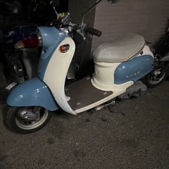 ビーノ❣️他在庫多数飛込見学大歓迎の画像