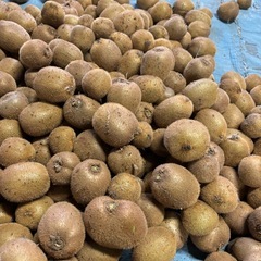 小玉　キウイ　の画像