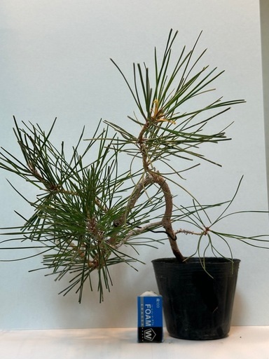 黒松の苗木・盆栽用