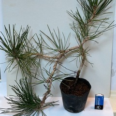 黒松の苗木・盆栽用
の画像