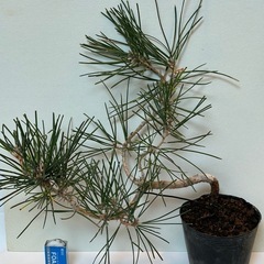 黒松の苗木・盆栽用
の画像