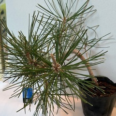 黒松の苗木・盆栽用
の画像