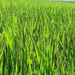 減農薬　令和7年産新米（5kg）の画像