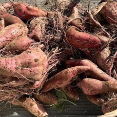 サツイマイモ(紅あずま)  5kg〜の画像