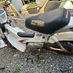 シャリー50 角目の画像