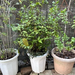 11/22-24引取り限定　　　なんてんの画像