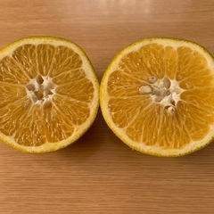 家庭用夏みかんの画像