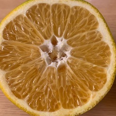 家庭用夏みかんの画像