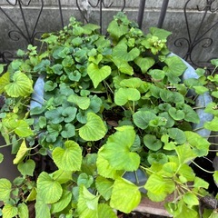 11/22-24引取り限定　すみれ大鉢の画像