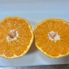 ⑩有田みかん5kg〜の画像