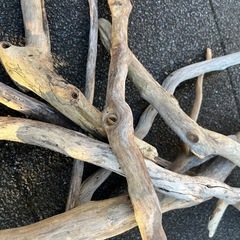 アクアリウム　流木セットの画像