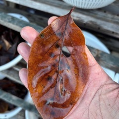 柿の葉(めだか越冬用)の画像