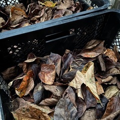 柿の葉(めだか越冬用)の画像