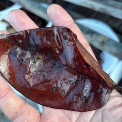 柿の葉(めだか越冬用)の画像