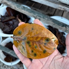 柿の葉(めだか越冬用)の画像