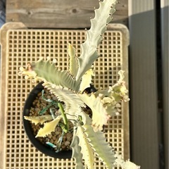 ユーフォルビア　ホワイトゴーストの画像