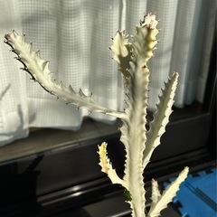 ユーフォルビア　ホワイトゴーストの画像