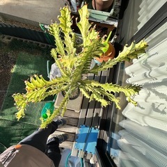 ユーフォルビア　イエローゴーストの画像