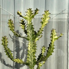 ユーフォルビア　イエローゴーストの画像