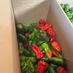 ピーマンの画像