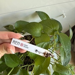 観葉植物(ポトス)台付の画像