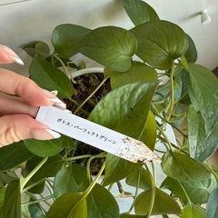 観葉植物(ポトス)台付の画像