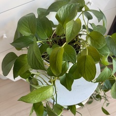観葉植物(ポトス)台付の画像