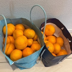 ★みかん★ 家庭栽培 無農薬 無化成肥料 の画像