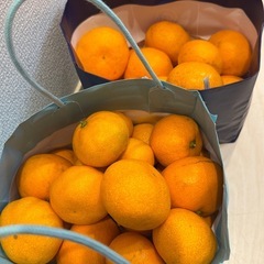★みかん★ 家庭栽培 無農薬 無化成肥料 の画像